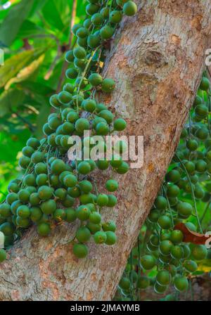 Green Baccaurea ramiflora fruit on tree,Thailand Stock Photo