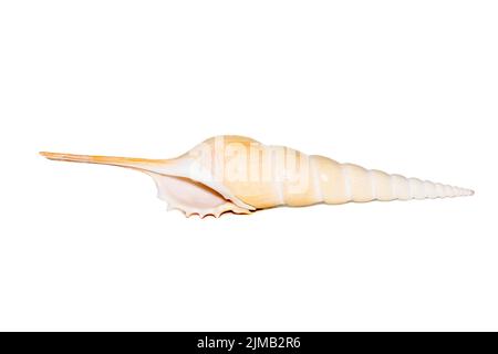 Image of Tibia Fusus sea shells (Spindle tibia or Shinbone tibia gastropod) on a white background. Sea shells. Undersea Animals. Stock Photo