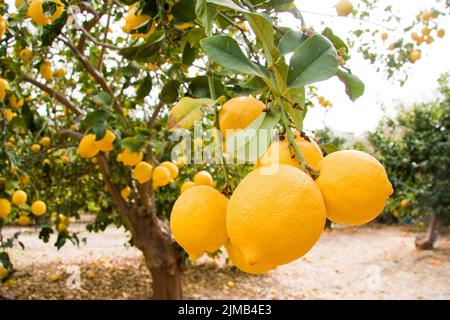 Lemon fruit on tree- Pomos, paphos district, Island of Cyprus Stock Photo