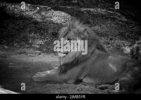 Lion skull hi-res stock photography and images - Page 3 - Alamy