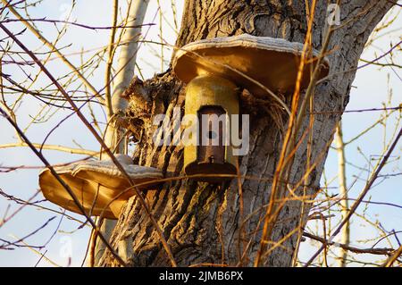 The fruiting body of a tinder sponge grows around a nest box on a poplar tree in the sunny evening light. Stock Photo