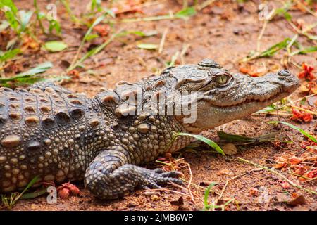 Crocodile crawling on the ground at Arignar Zoo in Chennai, India Stock Photo