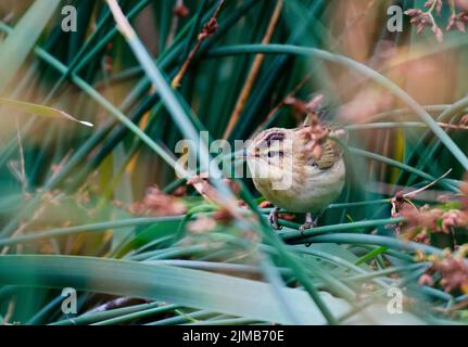 A small Reed Bunting sits in the reeds of a canal in the Gloucestershire countryside. Stock Photo
