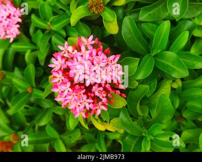 A Beautiful flower from the West Indian Jasmine plant. Ixora is a genus of flowering plants in the fam Stock Photo
