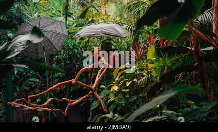 A two red macaw parrots on branch in the tropical garden of Bloedel Conservatory in Vancouver, BC, Canada Stock Photo