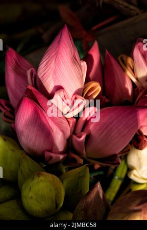 Bunches of lotus buds Stock Photo