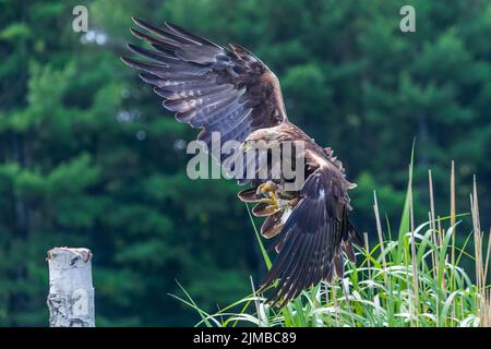 An eagle in flight about to land on an old stump with a forest background Stock Photo