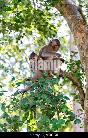 Two macaques eating fruits on top of tree Stock Photo