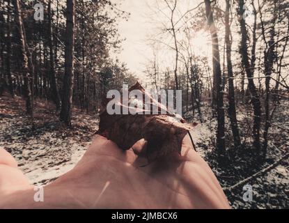 A silhouette of hand holding a auumn maple leaf with sunlight coming through the top of it. Blurred bokeh background of the fore Stock Photo