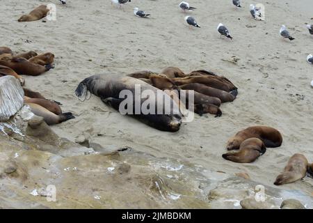 A bunch of seals and sea lions sleeping on the beach seagulls in close proximity Stock Photo