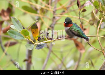 A closeup of ruby-throated hummingbird perching on tree branch and looking side Stock Photo