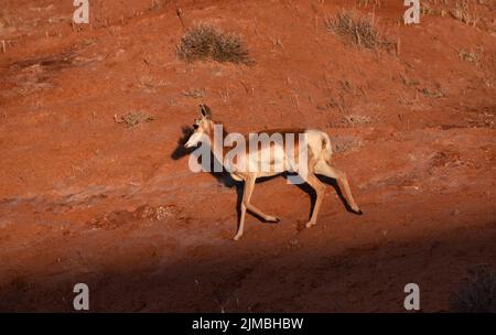 Antelope in the desert during morning sunrise. Utah Stock Photo