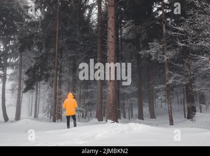 Back view closeup of Person wearing yellow jacket and hat, walking in beautiful winter season full of trees alone, ground covere Stock Photo