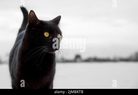 Portrait of black cat on snow background in winter landscape Stock Photo