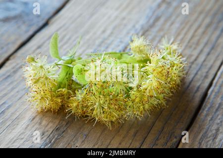 Linden flowers on a rustic desk close-up in the summer Stock Photo