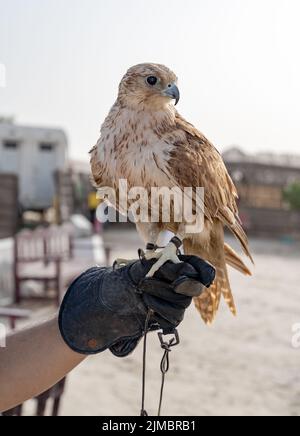 man holding White and Beige Falcon with a leather glove. Stock Photo