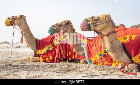 Camels with traditional dresses,waiting beside road for tourists for camel ride in Sea line, Qatar. Stock Photo