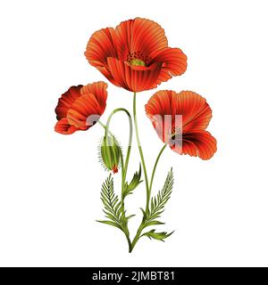 Red poppies flowers with bud f lowering isolated bouquet of wildflowers watercolor vintage vector illustration editable hand drawn Stock Vector