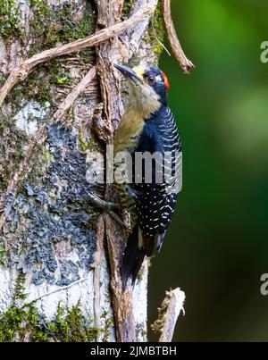 Black Cheeked Woodpecker in Costa Rica Stock Photo
