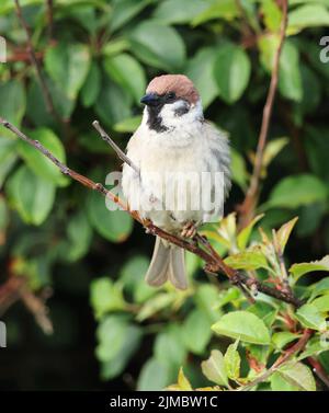 A Tree Sparrow posing nicely in the sunshine at RSPB Bempton Cliffs Stock Photo