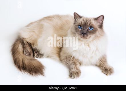 Fluffy cat ragdoll on a white background Stock Photo