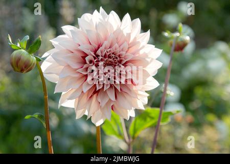 Pink dahlia with buds in the summer evenings in the garden Stock Photo