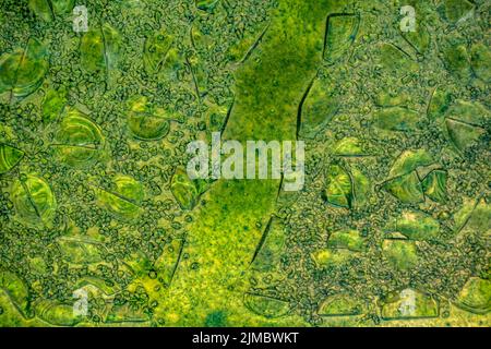 Green stained glass window texture background Stock Photo