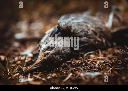 Dead bird in nature Stock Photo