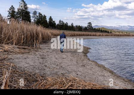 A senior male walks on the beach of Echo Canyon Reservoir with his corgi-mix dog past tall dried cattails, near Pagosa Springs, Colorado. Stock Photo