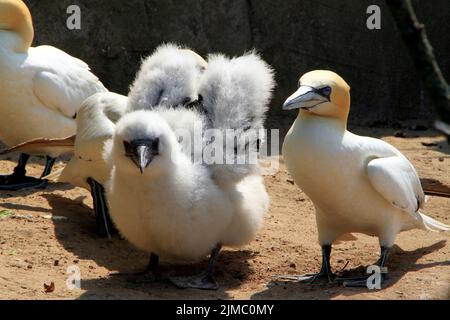 Gannets (Morus bassanus), Zoo by the sea, Bremerhaven, Bremen, Germany, Europe Stock Photo