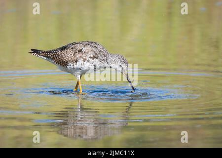 Lesser Yellowlegs Catching a Meal Stock Photo