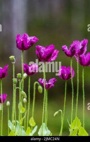 A group of purple Hungarian Blue Breadseed poppies (Papaver somniferum) bloom in garden on a sunny day. These beautiful poppies produce edible seed. Stock Photo