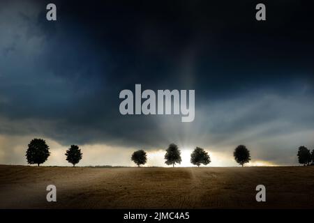 Trees during a sever thunderstorm. The sun is setting behind the storm on the horizon. The landscape is barren and dry. Stock Photo