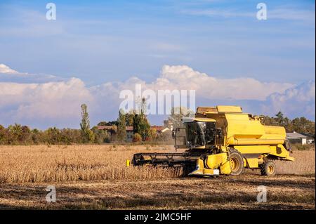 Harvesting of soybean field with combine harvester. Stock Photo