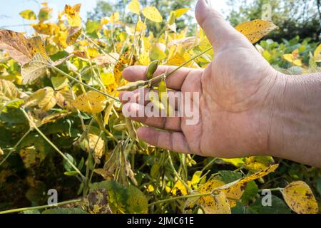 Soybean pods on soybean plantation, on farmer open palm hand background, close up. Stock Photo