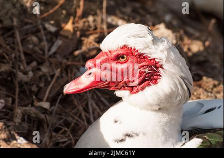Portrait of Muscovy duck (Cairina moschata) Stock Photo