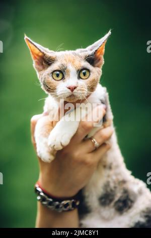 Cats Portrait. Obedient Devon Rex Cat With White-red Spotted Fur Color Sitting On Hands. Curious Playful Funny Cute Beautiful Devon Rex Cat. Amazing Stock Photo