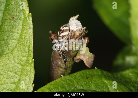 Zebra Back Spider with ant as prey Stock Photo