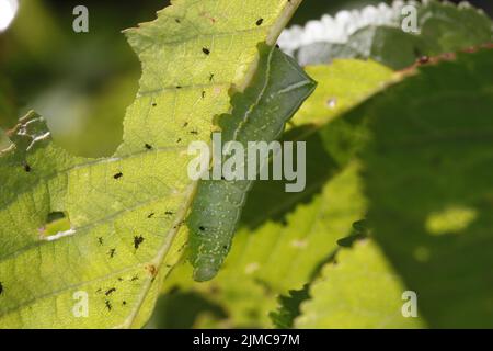 Caterpillar of the pyramidal green fruitworm Stock Photo