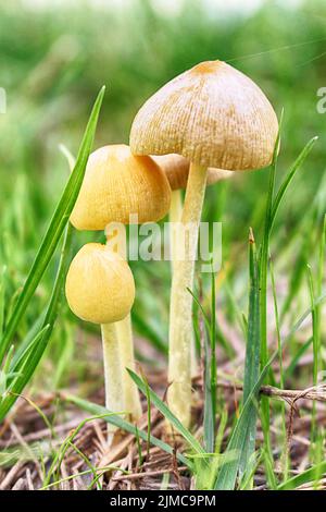 Little Mushrooms Stock Photo