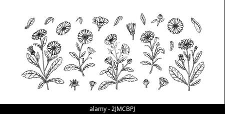 Set of hand drawn calendula flowers. Vector illustration in sketch stile. Realistic detailed botanical design elements Stock Vector