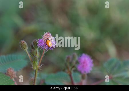 Closeup to Sensitive Plant Flower, Mimosa Pudica with small bee on blur background Stock Photo