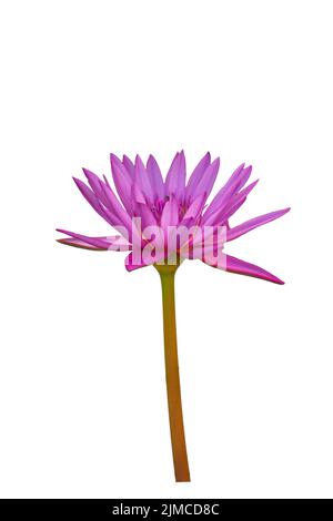 Side view purple lotus isolated on white background. Stock Photo