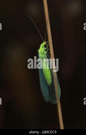 The common green lacewing is a lime green, delicate insect, with translucent, intricately veined wings. It is common in gardens and parks. Stock Photo