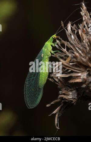 The common green lacewing is a lime green, delicate insect, with translucent, intricately veined wings. It is common in gardens and parks. Stock Photo