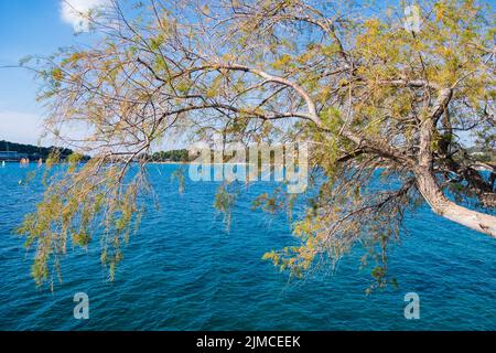 Tree branches set against the blue sea waters at Vouliagmeni beach, Athens, Greece Stock Photo