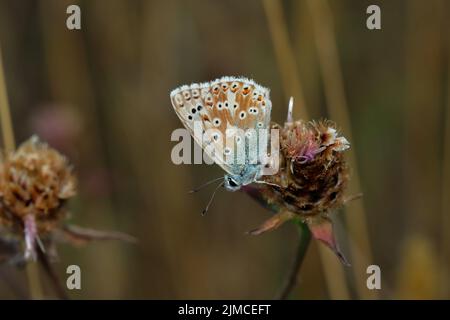 The chalkhill blue is a butterfly in the family Lycaenidae. It is a small butterfly that can be found throughout the Palearctic realm, where it occurs. Stock Photo