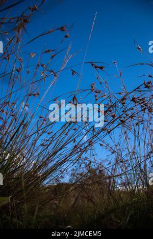 a low angle shot of red oat grass under the blue sky, Themeda triandra Stock Photo