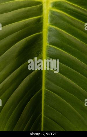 macro of natural and fresh leaf, detail of nature texture in studio, beauty and natural pattern with lines Stock Photo