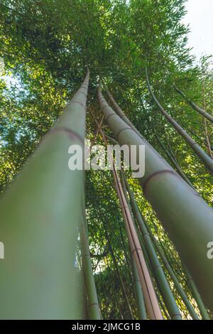 A bamboo forest with a view from below Stock Photo